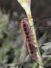 Шелкопряд Баллиона 005